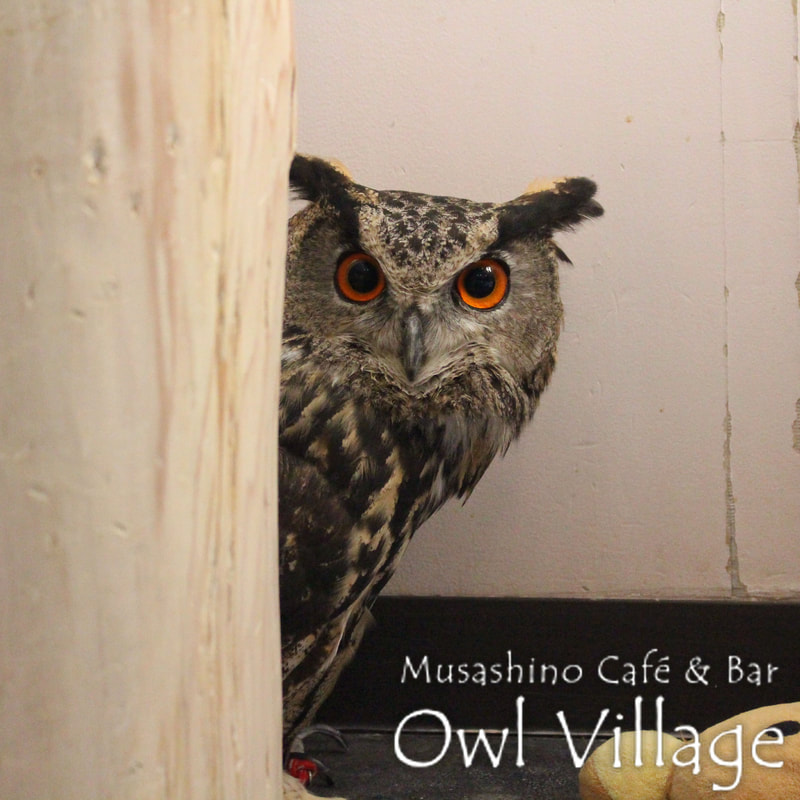 Eurasian eagle-owl 　owlvillage harajuku owlcafe 