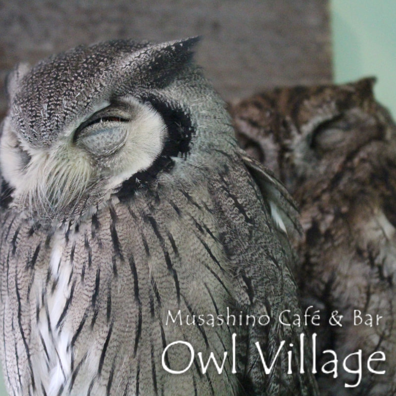 White-faced Scops Owl　owlcafe　owlvillage　harajyuku　20220222