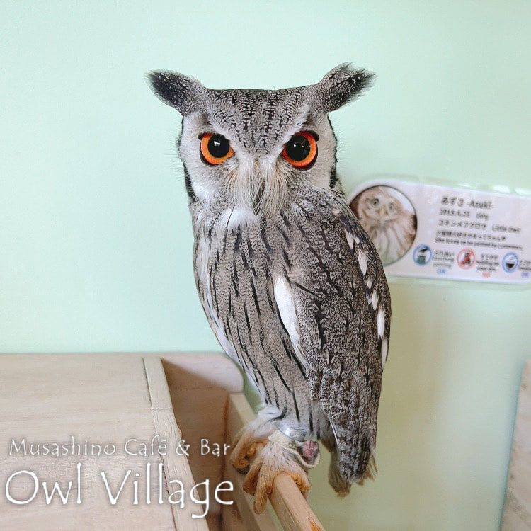 owl cafe harajuku down load free photo owl cafe photo 0509  White-Faced Scops Owl
