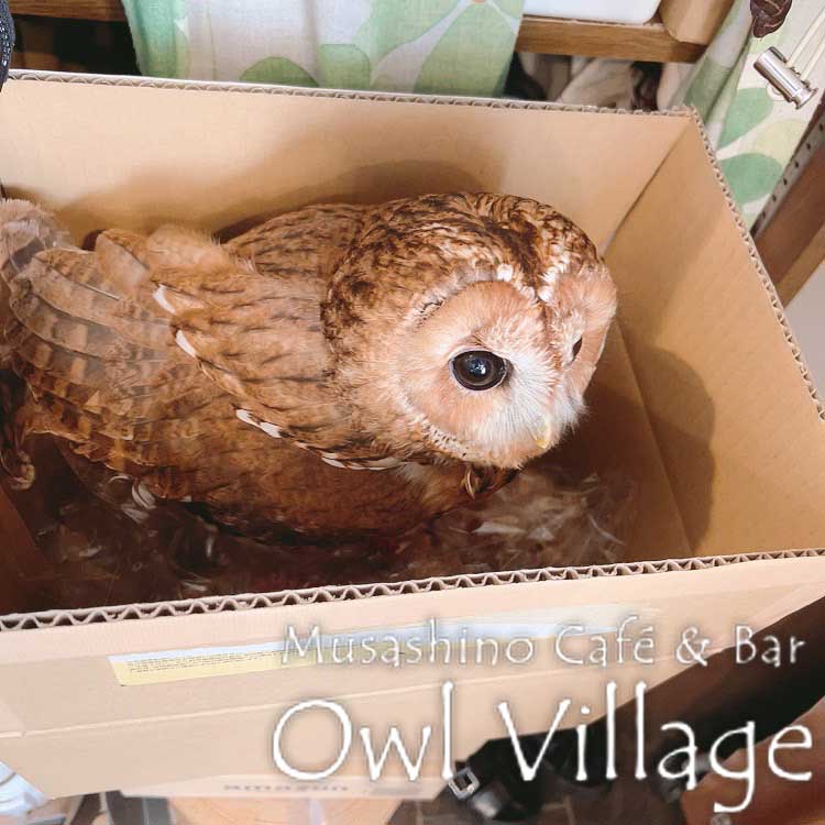 owl cafe photo 0512 Tawny Owl