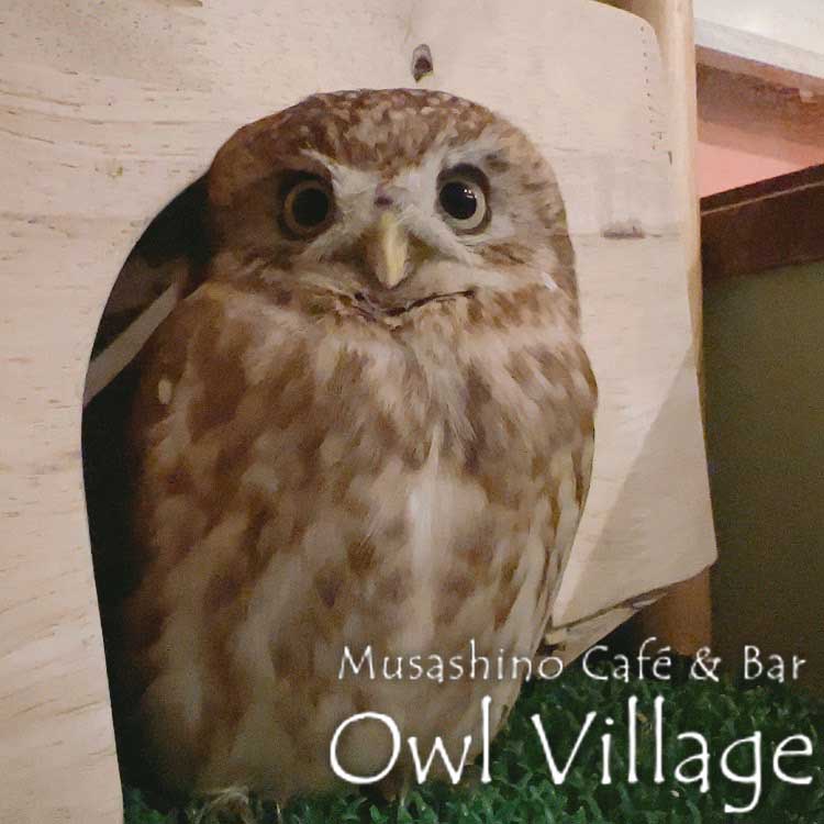 owl cafe harajuku down load free photo owl cafe photo 0516 Little Owl