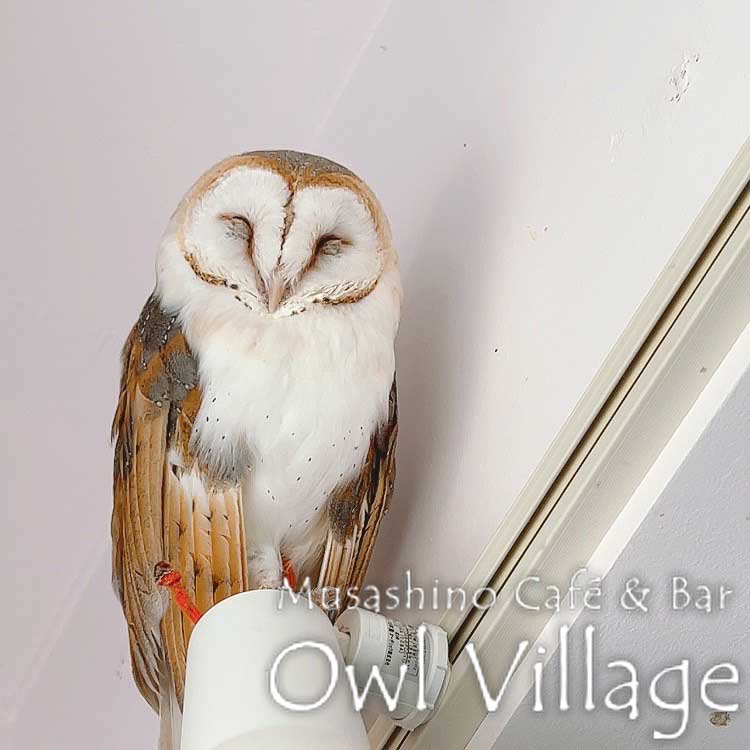 owl cafe harajuku down load free photo owl cafe photo 0518 Barn Owl