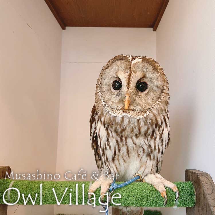 owl cafe harajuku down load free owl cafe photo 0519 Ural Owl × Tawny Owl