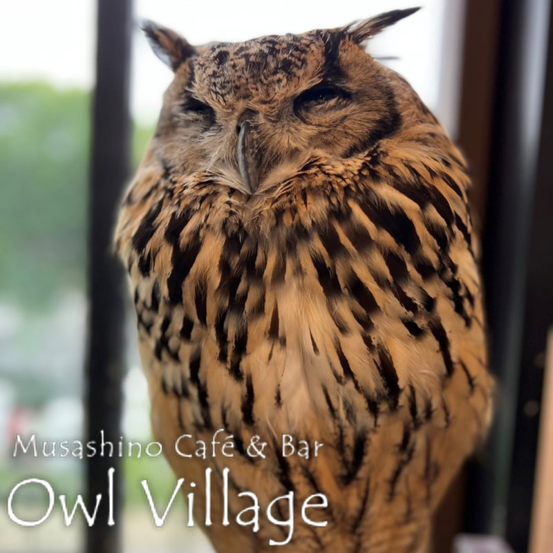 owl cafe harajuku down load free photo owl cafe photo 0520 Indian Eagle Owl