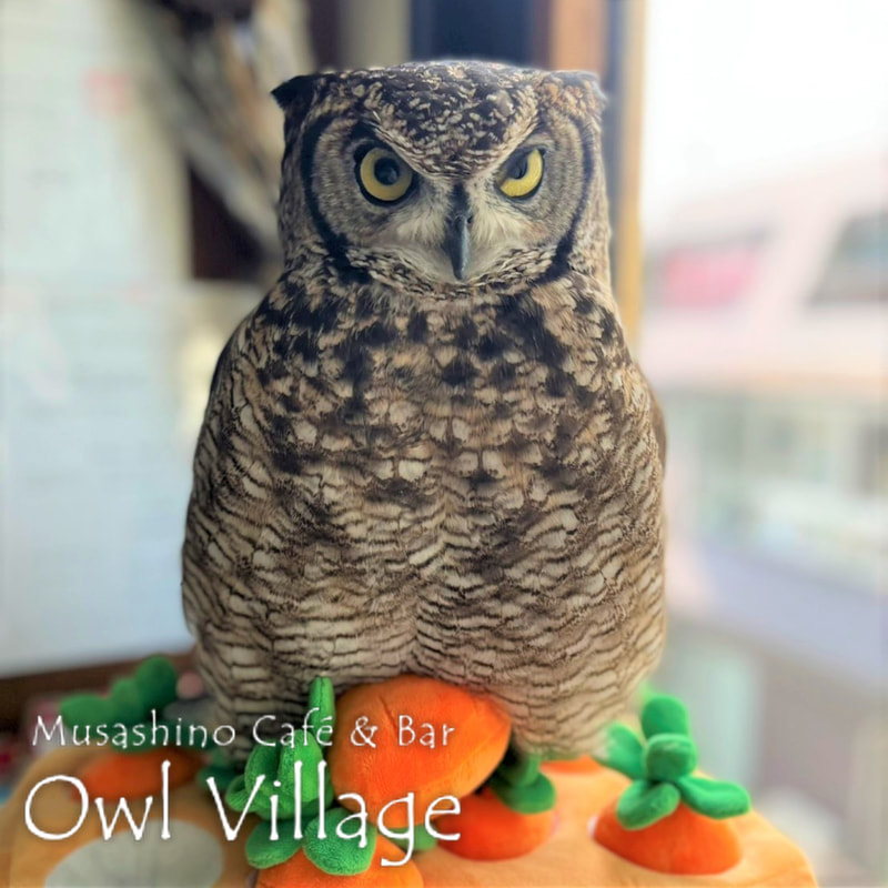 owl cafe harajuku down load free photo 0521 African Eagle Owl
