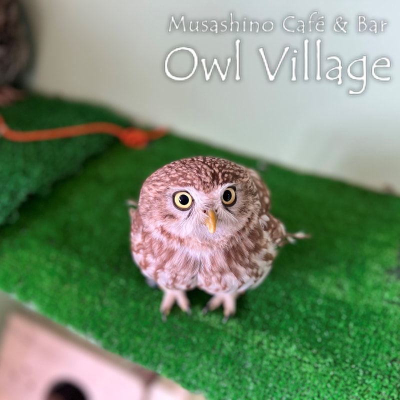 owl cafe harajuku down load free photo owl cafe photo 0522 Little Owl