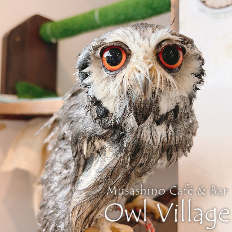 owl cafe harajuku down load free photo owl cafe photo 0523  White-Faced Scops Owl