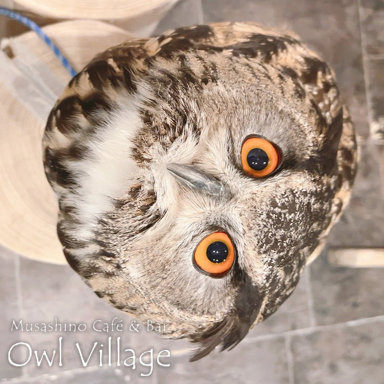 owl cafe harajuku down load free photo  0524 Eurasian Eagle Owl