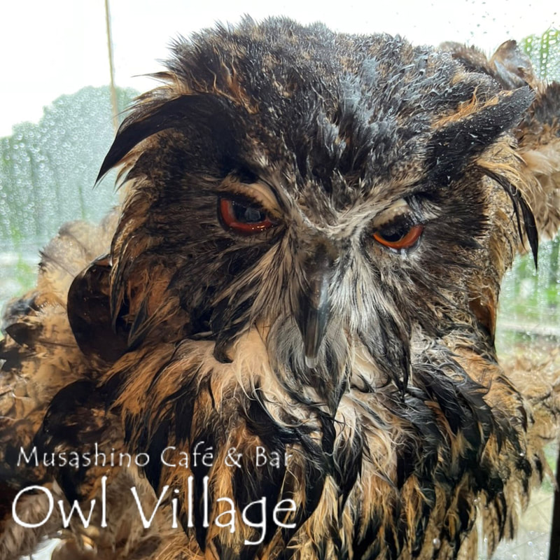 owl cafe harajuku down load free photo  0525 Eurasian Eagle Owl