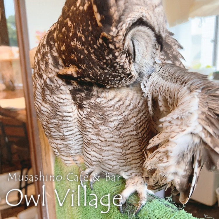 owl cafe harajuku down load free photo 0529 African Eagle Owl