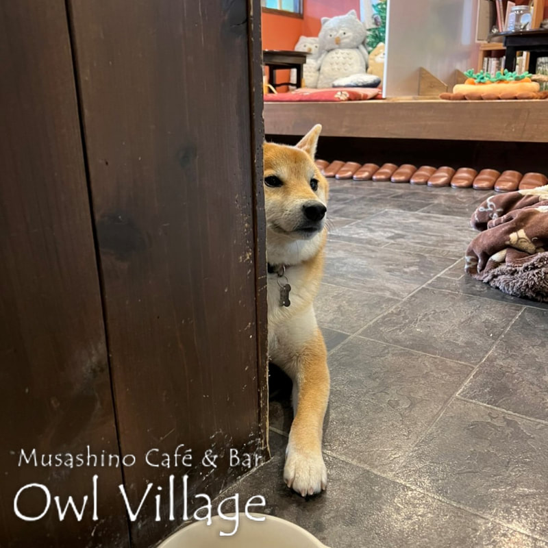 owl cafe harajuku down load free photo  0530 shiba dog