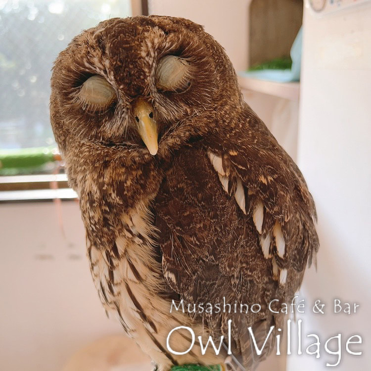 owl cafe harajuku down load free photo owl cafe photo 0604 Mottled Owl