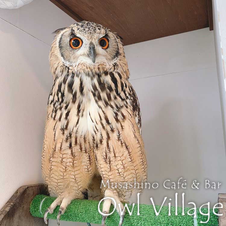 owl cafe harajuku down load free photo owl cafe photo 0605 Indian Eagle Owl