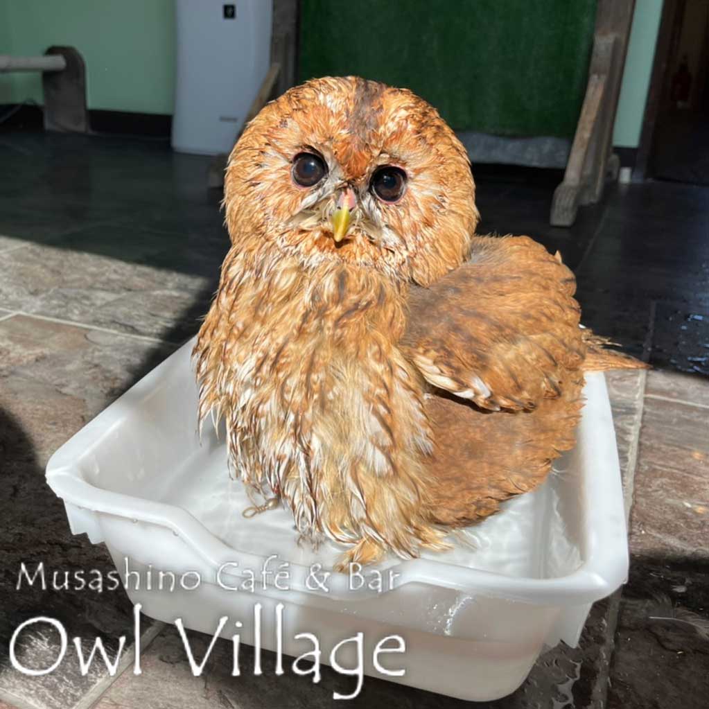 owl cafe photo 0607 Tawny Owl
