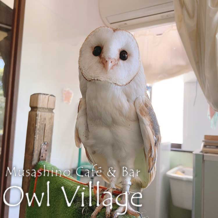 owl cafe harajuku down load free photo owl cafe photo 0603 Barn Owl