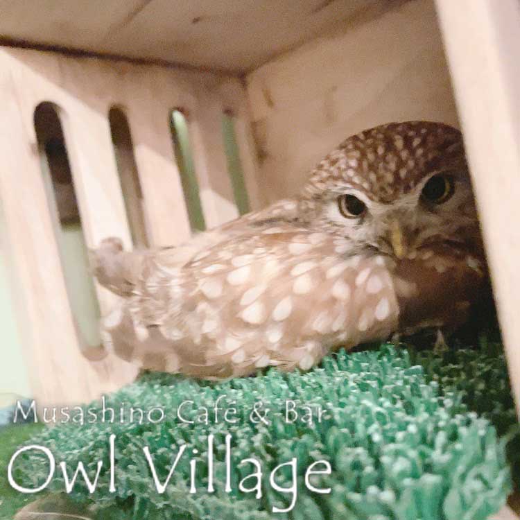 owl cafe harajuku down load free photo owl cafe photo 0610 Little Owl