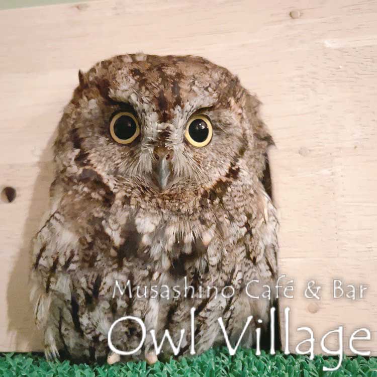 owl cafe harajuku down load free photo 0611 Westem screech Owl