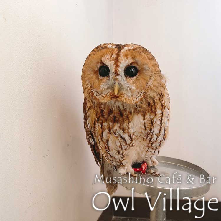 owl cafe photo 0612 Tawny Owl