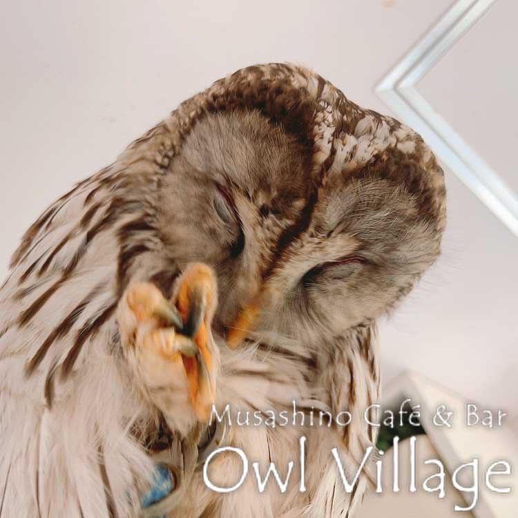 owl cafe harajuku down load free owl cafe photo 0613 Ural Owl × Tawny Owl