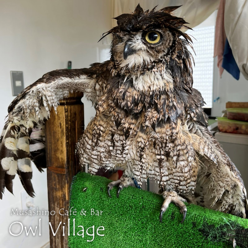 owl cafe harajuku down load free photo 0620 African Eagle Owl