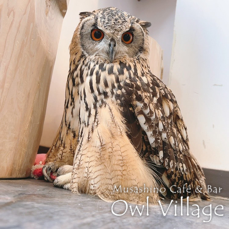 owl cafe harajuku down load free photo owl cafe photo 0621 Indian Eagle Owl