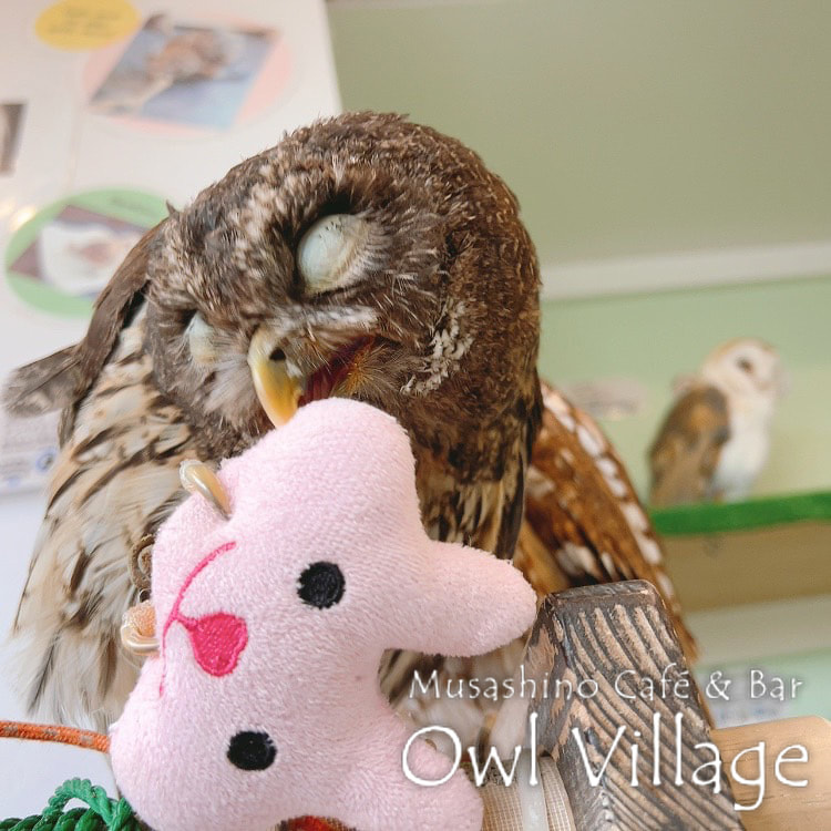 owl cafe harajuku down load free photo owl cafe photo 0622 Mottled Owl