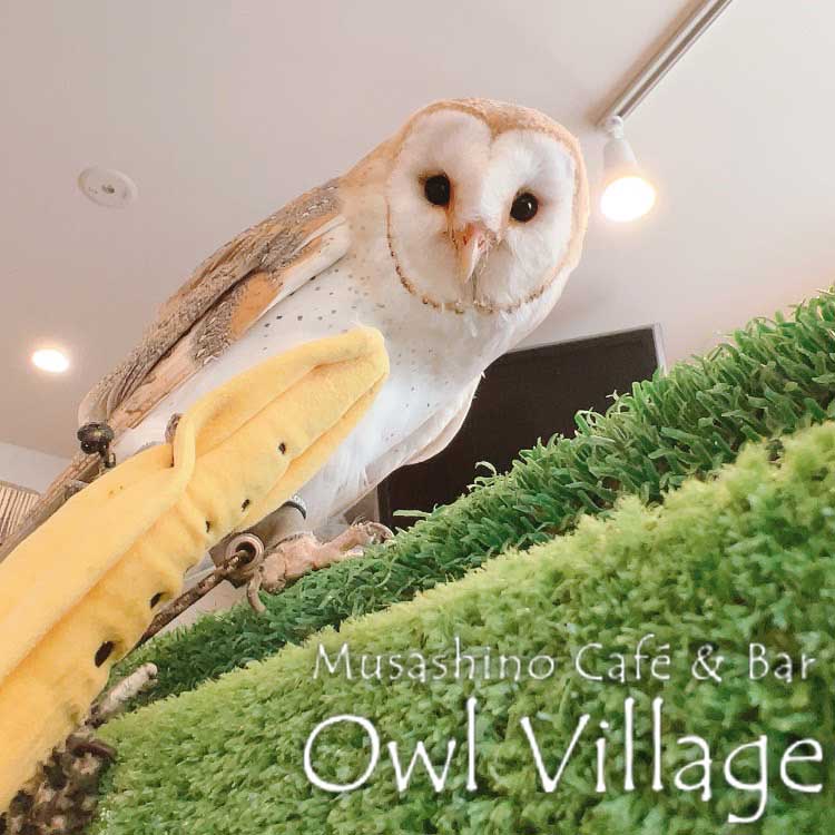 owl cafe harajuku down load free photo owl cafe photo 0625 Barn Owl