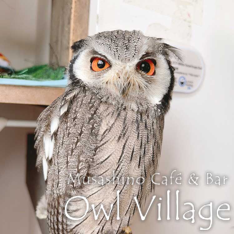 owl cafe harajuku down load free photo owl cafe photo 0626  White-Faced Scops Owl