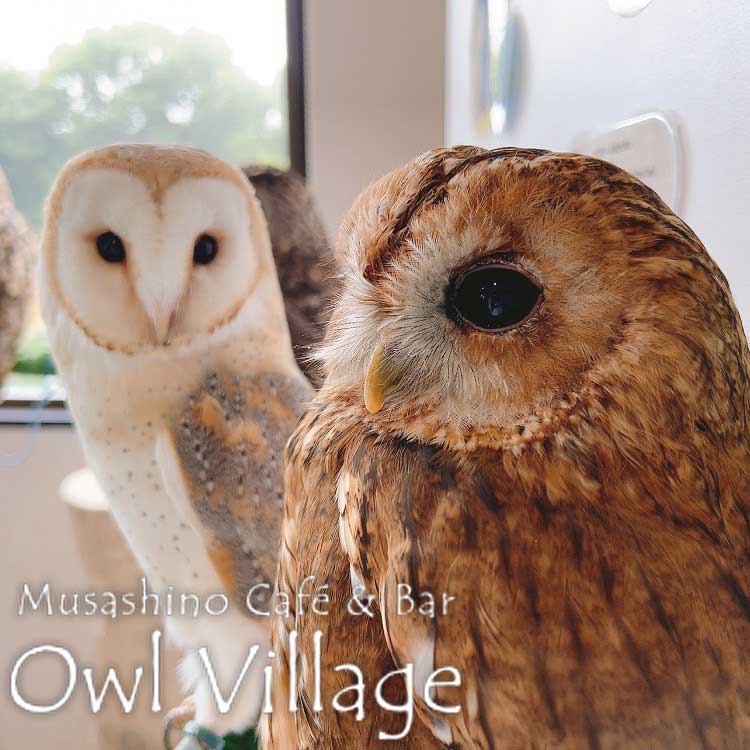 owl cafe harajuku down load free photo owl cafe photo 0629 Barn Owl&Tawny Owl