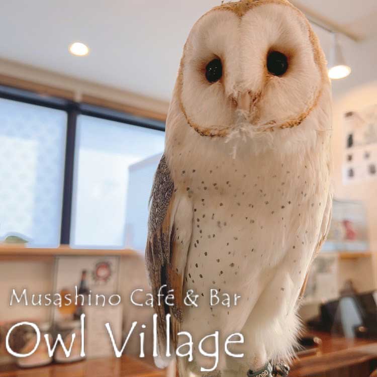owl cafe harajuku down load free photo owl cafe photo 0704 Barn Owl