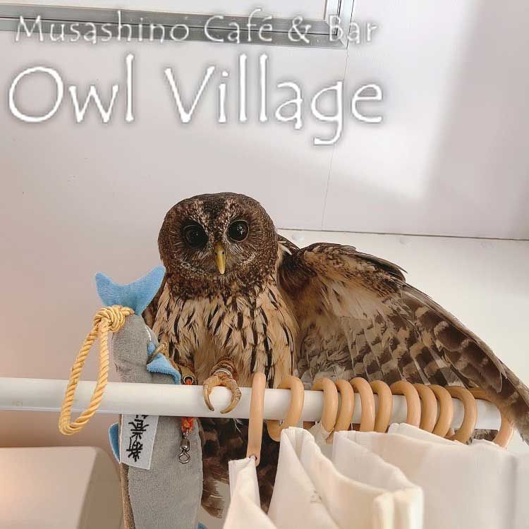 owl cafe harajuku down load free photo owl cafe photo 0706 Mottled Owl