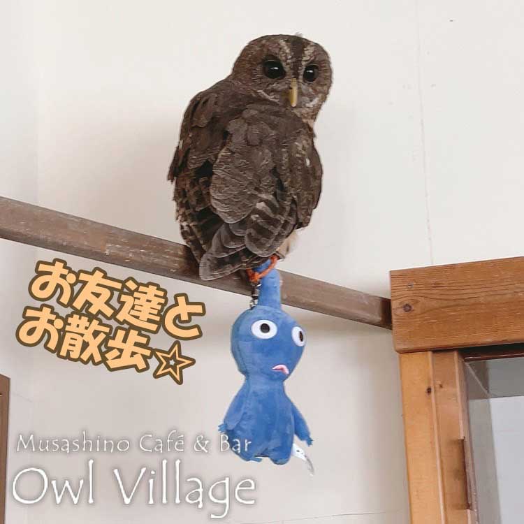 owl cafe harajuku down load free photo owl cafe photo 0708 Mottled Owl