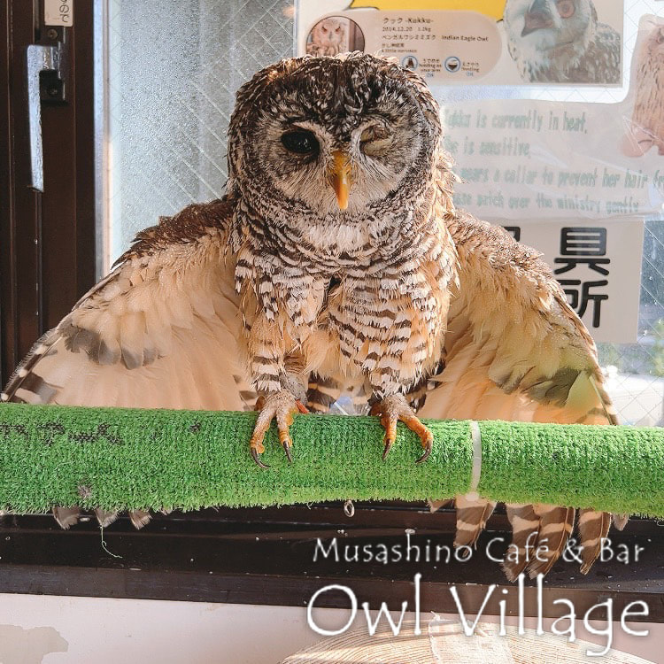 owl cafe harajuku down load free photo owl cafe photo 0711 Chaco Owl