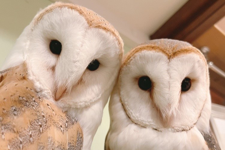 Rock Eagle Owl - Barn Owl - chicks - sister - brother - siblings - different species - cute Owl Cafe-Shibuya-Tokyo-Tokyo₋Harajuku₋9th Anniversary₋Anniversary₋Couple-Herbivore-Male