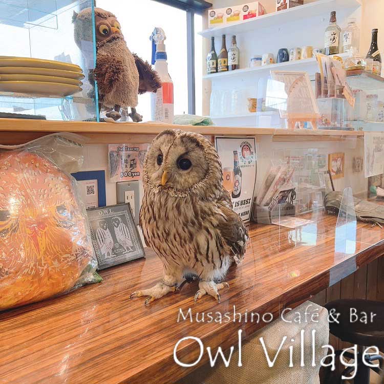 owl cafe harajuku down load free owl cafe photo 0717 Ural Owl × Tawny Owl