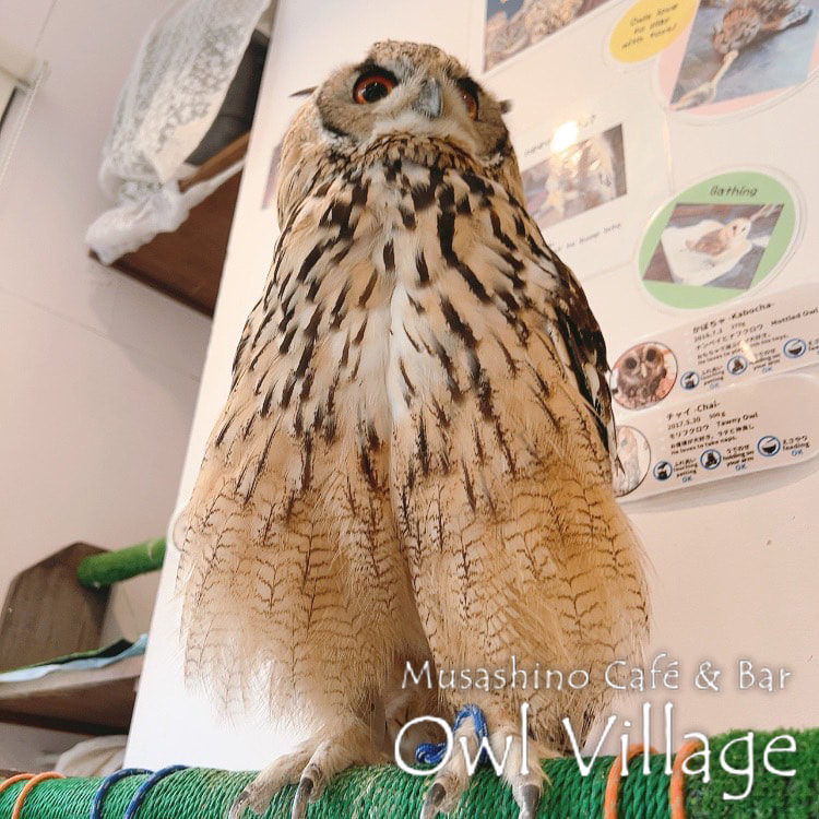owl cafe harajuku down load free photo owl cafe photo 0718 Indian Eagle Owl