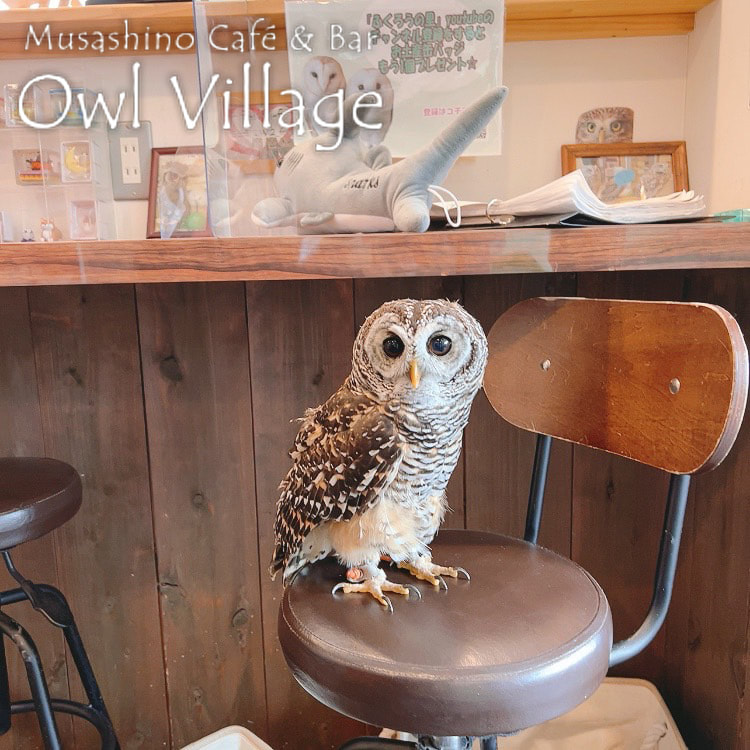 owl cafe harajuku down load free photo owl cafe photo 0721 Chaco Owl