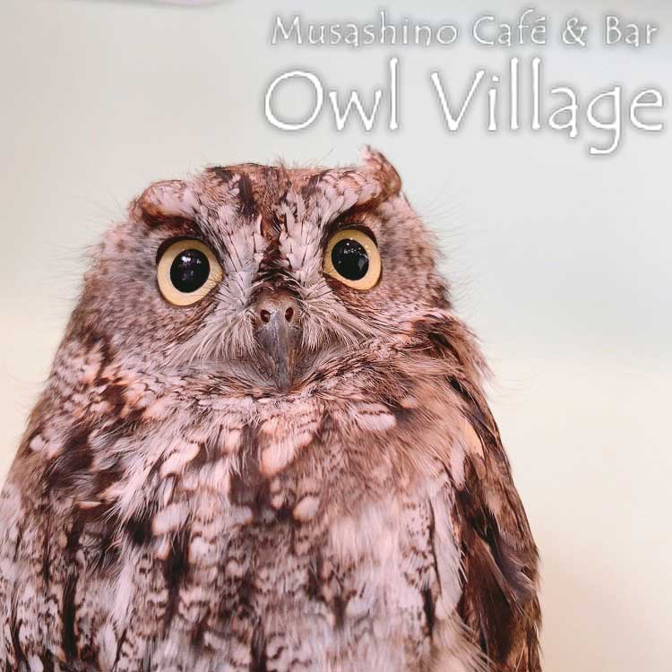 owl cafe harajuku down load free photo 0722 Westem screech Owl