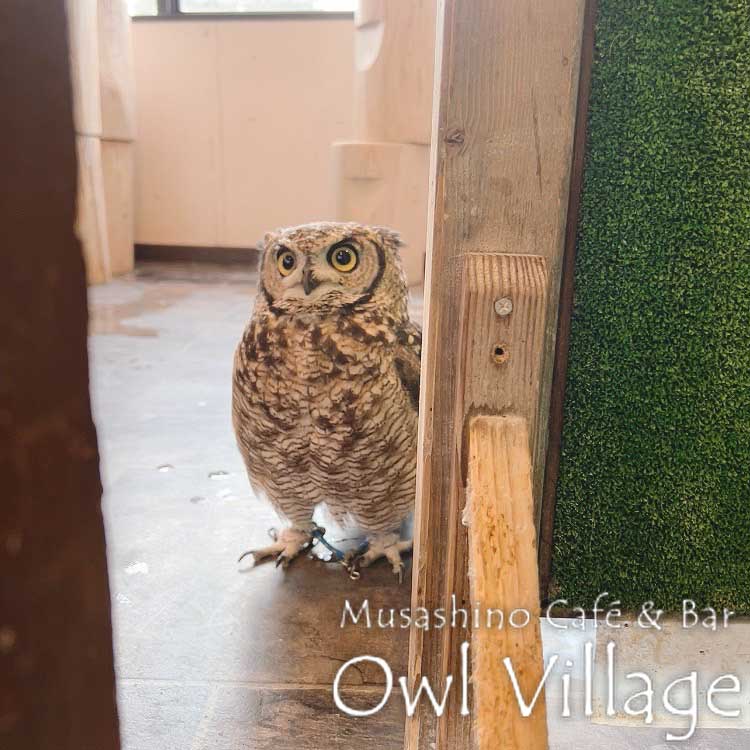 owl cafe harajuku down load free photo 0723 African Eagle Owl