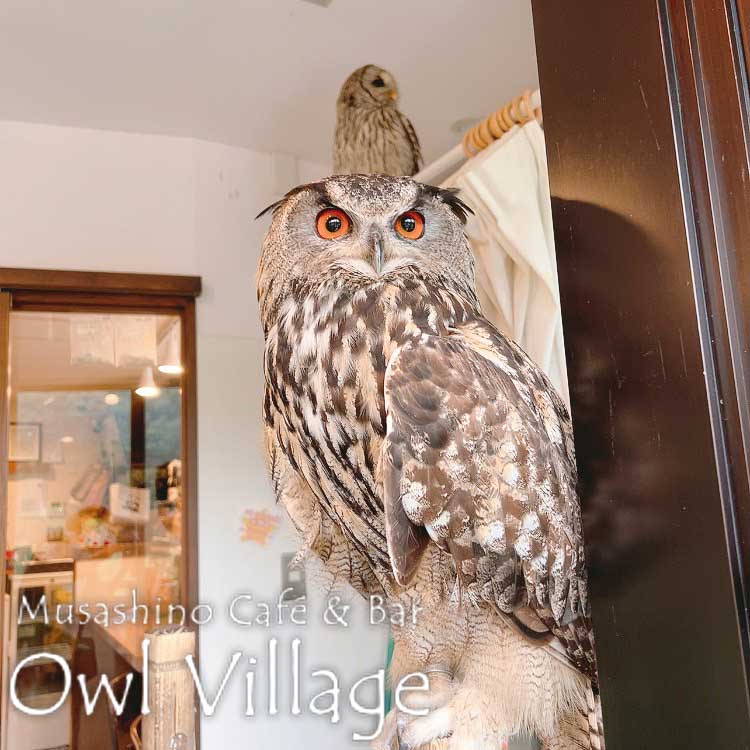 owl cafe harajuku down load free photo  0724 Eurasian Eagle Owl
