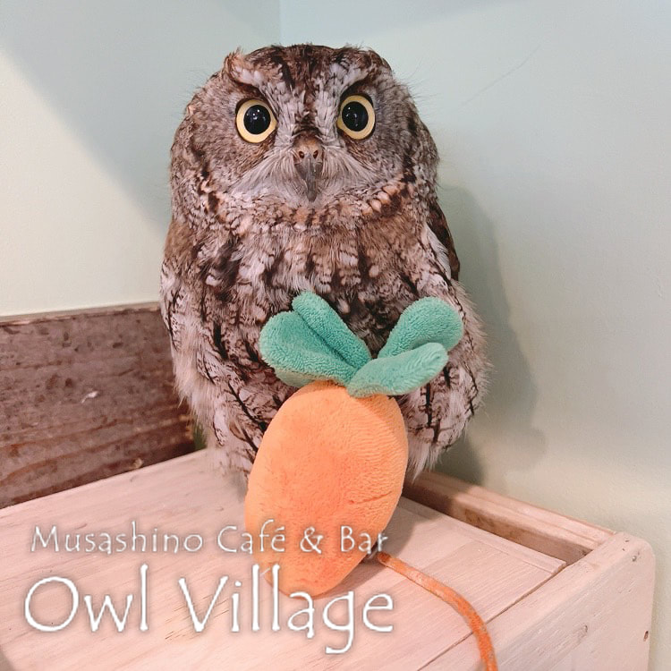 owl cafe photo 0726 Westem screech Owl