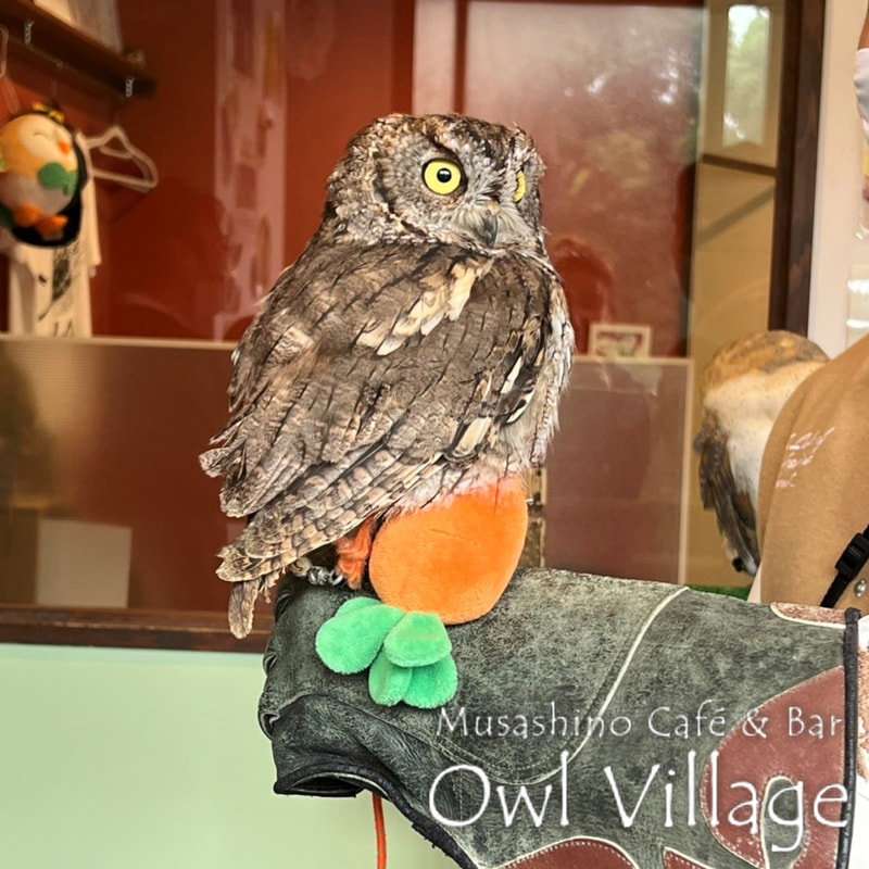 owl cafe photo 0726 Westem screech Owl