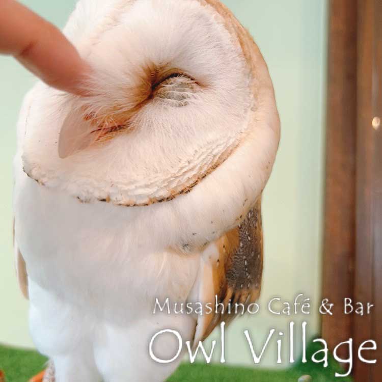 owl cafe harajuku down load free photo owl cafe photo 0801 Barn Owl