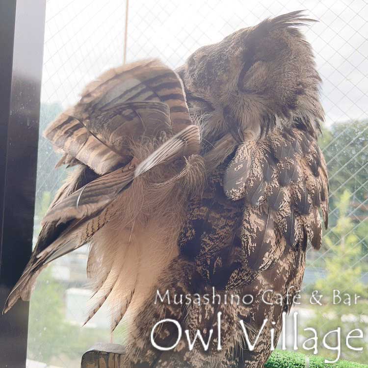 owl cafe harajuku down load free photo  0803 Eurasian Eagle Owl
