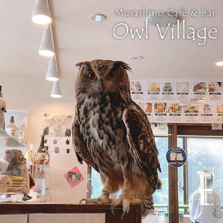 owl cafe harajuku down load free photo  0809 Eurasian Eagle Owl