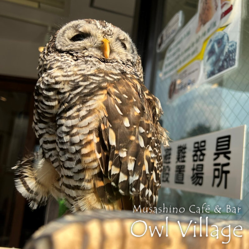 owl cafe harajuku down load free photo owl cafe photo 0812 Chaco Owl