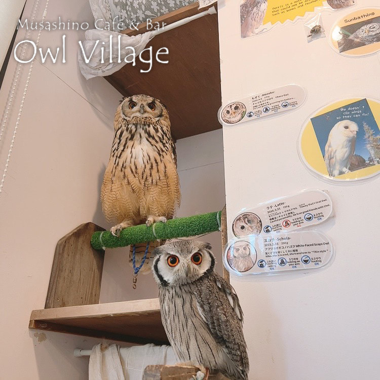owl cafe harajuku down load free photo owl cafe photo 0813 Indian Eagle Owl　White-Faced Scops Owl