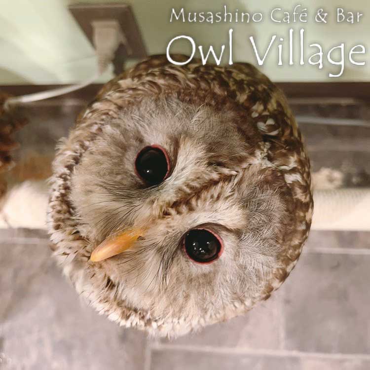 owl cafe harajuku down load free owl cafe photo 0817 Ural Owl × Tawny Owl