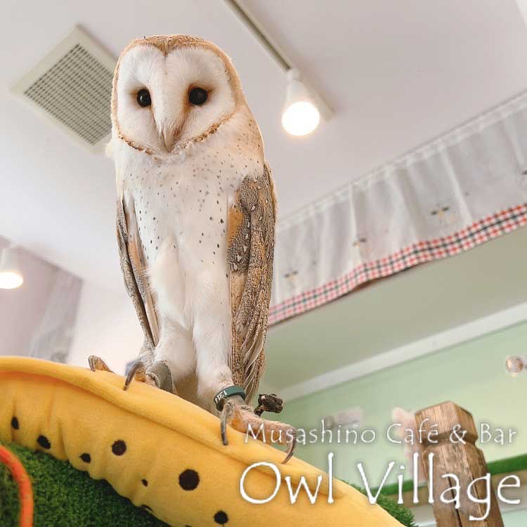 owl cafe harajuku down load free photo owl cafe photo 0818 Barn Owl