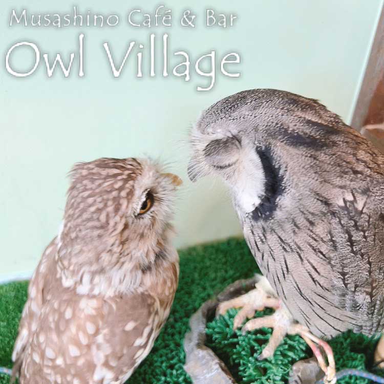 owl cafe harajuku down load free photo owl cafe photo 0819 Little Owl White-Faced Scops Owl